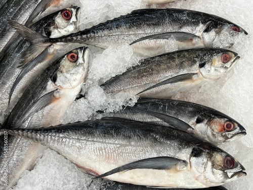 Frozen sea fish available for sale