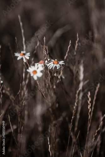 Blume