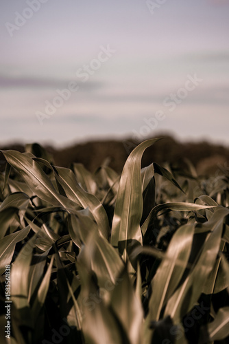 Maisfeld am Abend