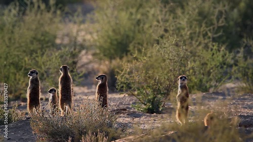 Small group of Meerkat in alert backlit at twilight in Kgalagadi transfrontier park, South Africa; specie Suricata suricatta family of Herpestidae