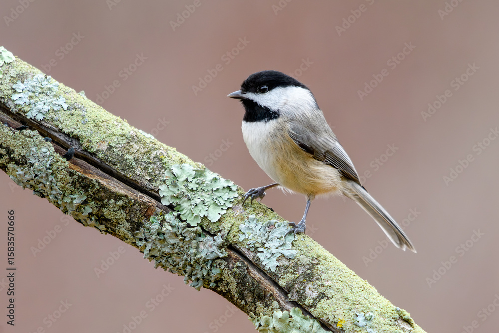 Obraz premium Carolina Chickadee