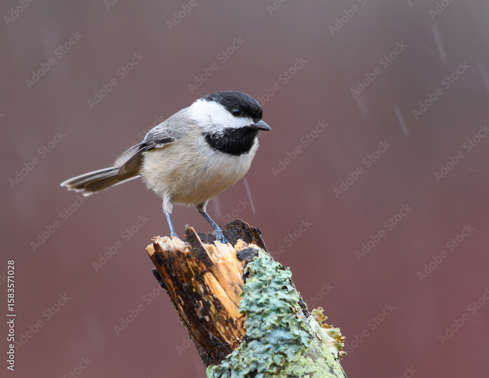 Obraz premium Carolina Chickadee