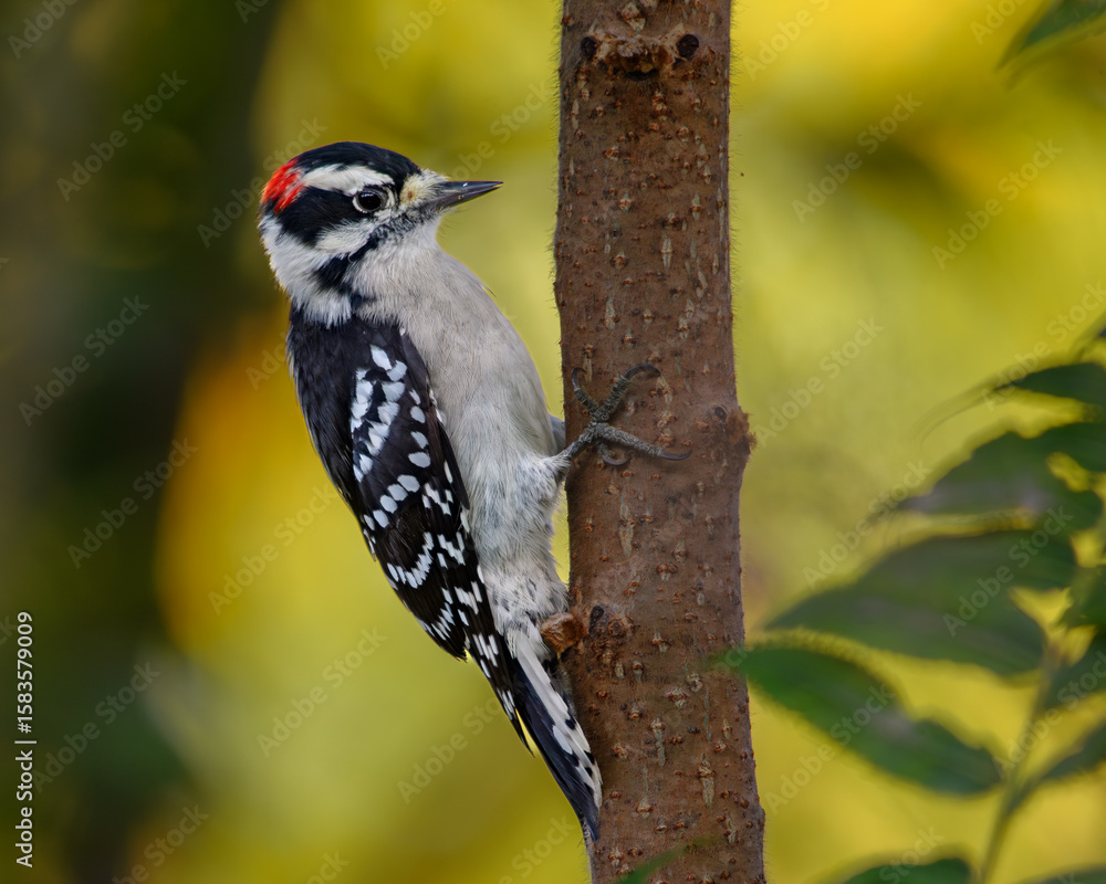 Obraz premium Downy Woodpecker