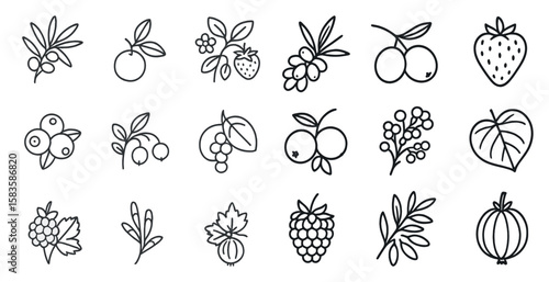 Collection of fruit and leafy plants in black and white. The fruits include strawberries, blueberries, raspberries, and oranges. The leaves are green and leafy