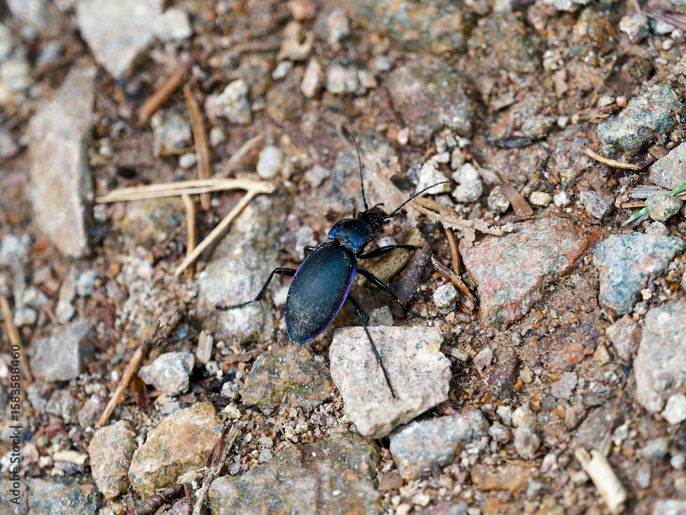 Carabe violet (Carabus violaceus). Coléoptère au corps allongé entièrement noir à reflets violacé, élytres bleu-violet avec de longues pattes aptes et tête portant des mandibules
Carabe violet (Carabus violaceus). Coléoptère au corps allongé entièrement noir à reflets violacé, élytres bleu-violet avec de longues pattes aptes et tête portant des mandibules