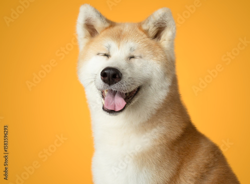Portrait of a happy akita inu dog smile isolated on yellow background closed eyes