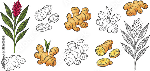Set of hand-drawn ginger root and ginger plant illustrations. Colorful and black-and-white sketches of ginger rhizomes, slices, and flowers, suitable for culinary, herbal, or botanical design projects