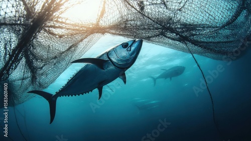 Tuna fish swimming in the ocean- surrounded by fishing nets.