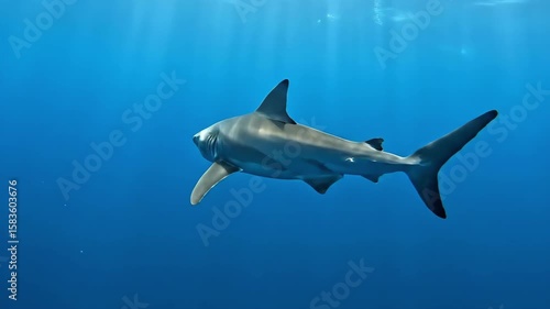 A shark gliding through the water