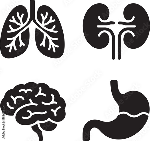 Human organs icons lungs kidneys brain stomach respiratory system