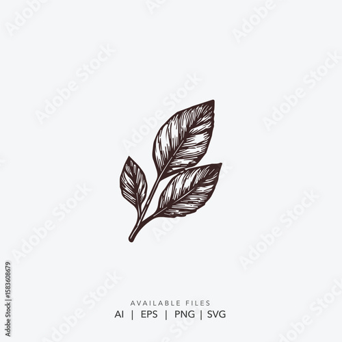   Minimalist Line Art Leaves Icon , Classic Engraved Botanical Branch Silhouette, Hand Drawn Vintage Leaf Illustration Logo