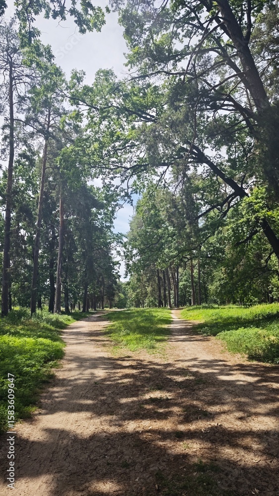 A sunny forest road splitting into two paths surrounded by tall green trees and lush vegetation A sunny forest road splitting into two paths surrounded by tall green trees and lush vegetation