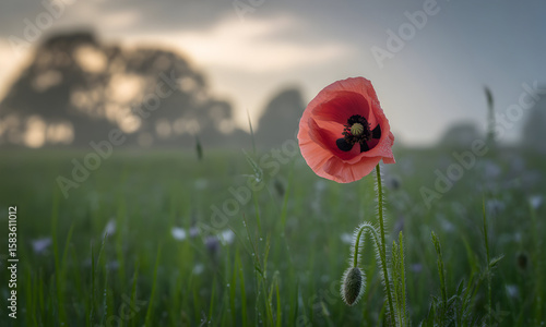 Vibrant red poppy blossom stands tall in a dewy green field under a soft morning sky.