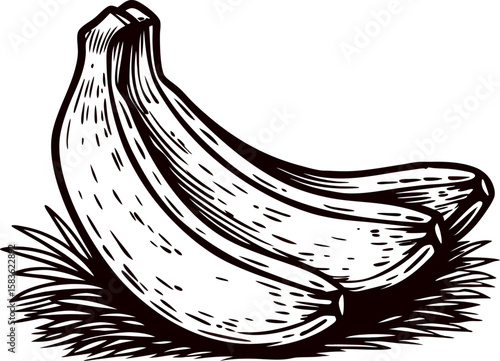 Vintage engraved illustration of two bananas lying on grass hand drawn sketch isolated on white