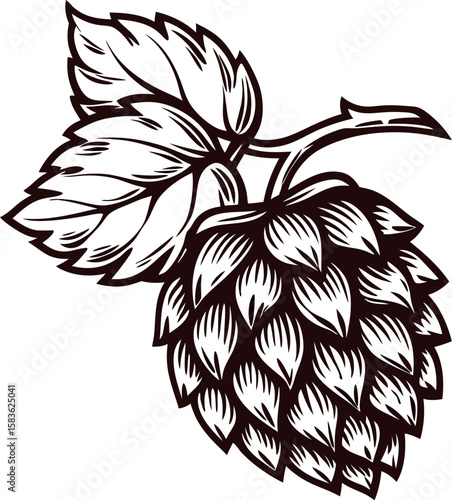 Detailed vintage hop cone with leaves illustration in black and white botanical engraving