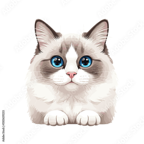 A fluffy Ragdoll cat with striking blue eyes and white paws stares forward on a white background.