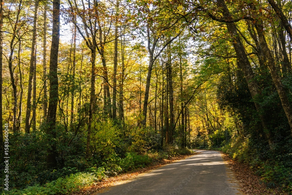 Obraz premium Serene Forest Road in Autumn