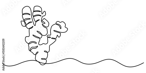 ginger continuous One line drawing art illustration organic ginger, Single one line drawing of healthy organic ginger for harvesting identity. Fresh flowering plant concept pro. 