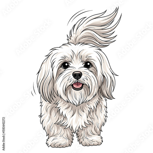 A cute, fluffy white Maltese dog with a ponytail stands facing forward, smiling with its tongue slightly out.