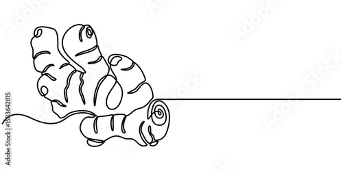 ginger continuous One line drawing art illustration organic ginger, Single one line drawing of healthy organic ginger for harvesting identity. Fresh flowering plant concept pro. 