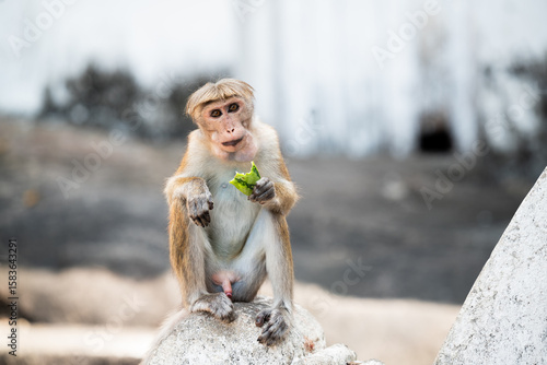Photos Toque macaque monkey eating green fruit sitting on rock in sri lanka