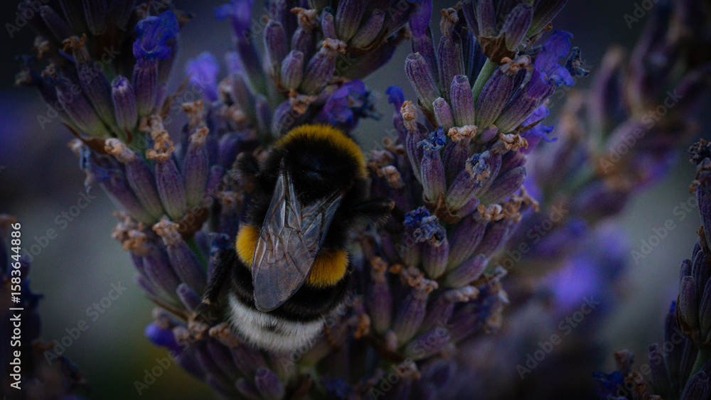 Fototapeta premium Butterflies sitting on lavender flowers, macro photo
