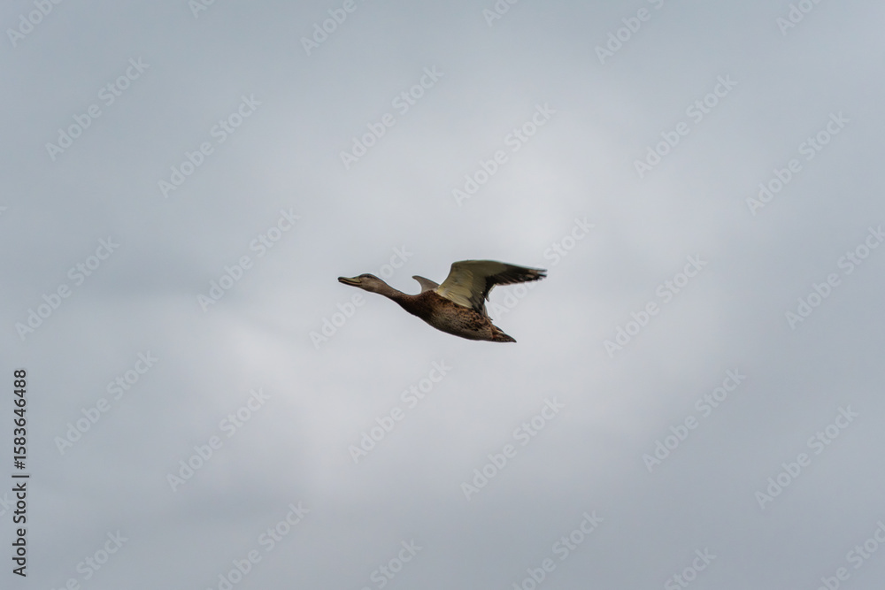 Obraz premium Duck in Flight Single Flight. A single duck flies powerfully through the air against a gray sky. The moment demonstrates the elegance and speed of the animal.