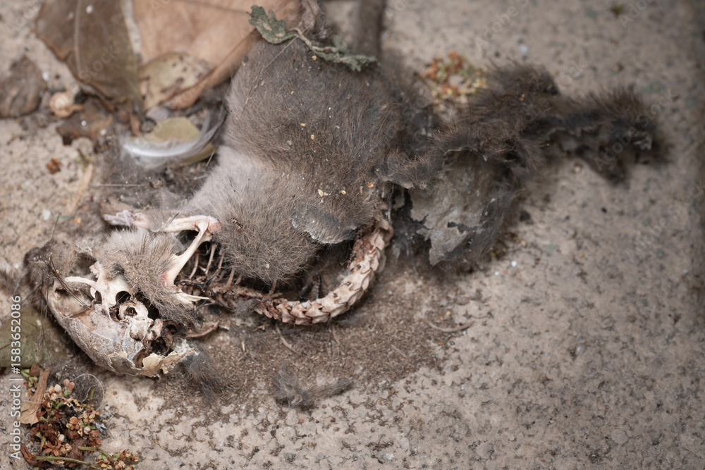 Fototapeta premium A Rotten Dead Mouse Lying On The Floor