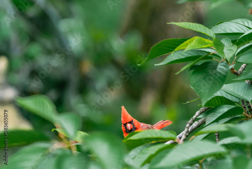 Foto Red Bird in Tree