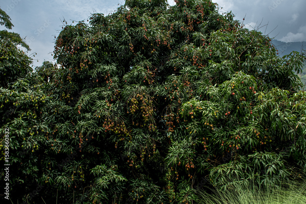Fototapeta premium Litchi tree laden with Lychee fruit agriculture in Sikkim