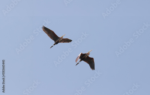 A pair of brown herons in flight against a clear blue summer sky. It's a good thing these herons didn't grow to the size of pterosaurs... Then there could have been people instead of frog