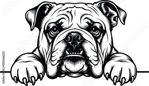 Engraved Bulldog Head Peeking Over a Border.