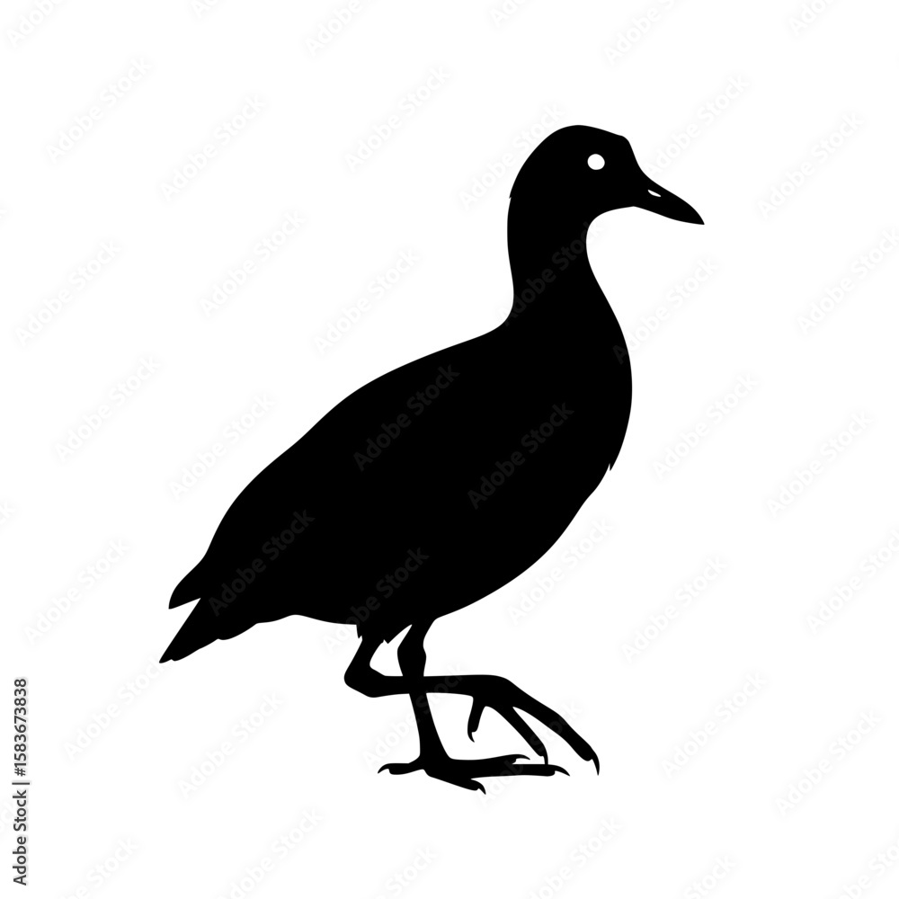 Obraz premium Detailed vector silhouette of a walking coot bird. Black graphic of an aquatic fowl on a white background., silhouette