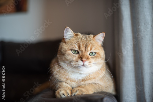 Wallpaper Mural Domestic cat with golden fur and striking green eyes lounging on a couch near a window, showcasing a relaxed and serene atmosphere in a cozy home environment Torontodigital.ca