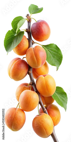 Fresh apricots on a branch with green leaves against a white background