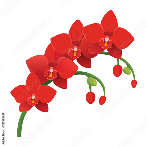 bold red orchid flowers striking illustration