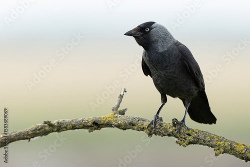 adult western jackdaw (coloeus monedula) perching on a branch, found in Hortobagy National Par in Hungary