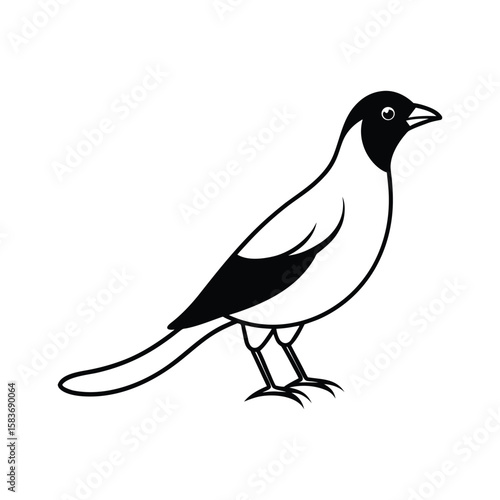 A mynah bird vector illustration.