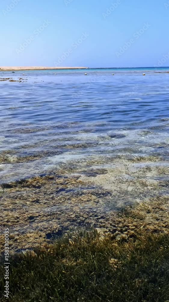 Low tide. red sea beach at low tide. algae and dead reef are visible. Low tide. red sea beach at low tide. algae and dead reef are visible.