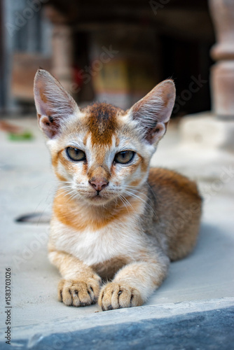A Baby cat sitting in front a old house
