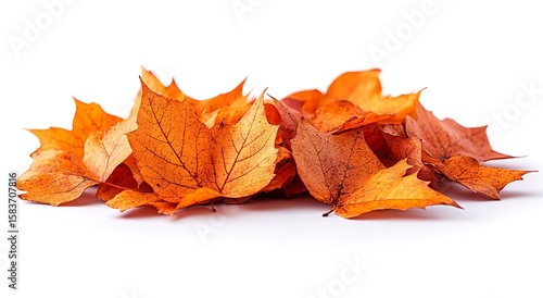 Pile of vibrant orange autumn maple leaves on a white background fall