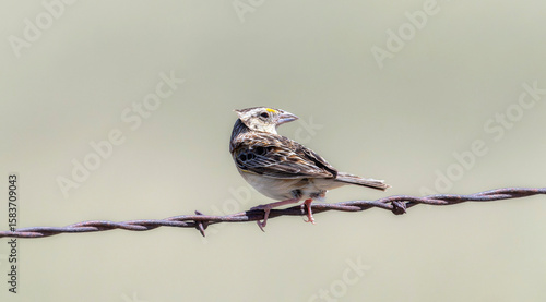Grasshopper Sparrow (Ammodramus savannarum) perched on barbed wire in open grassland