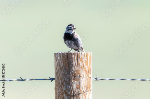 Thick-billed Longspur (Rhynchophanes mccownii) perched on a wooden post in open grassland