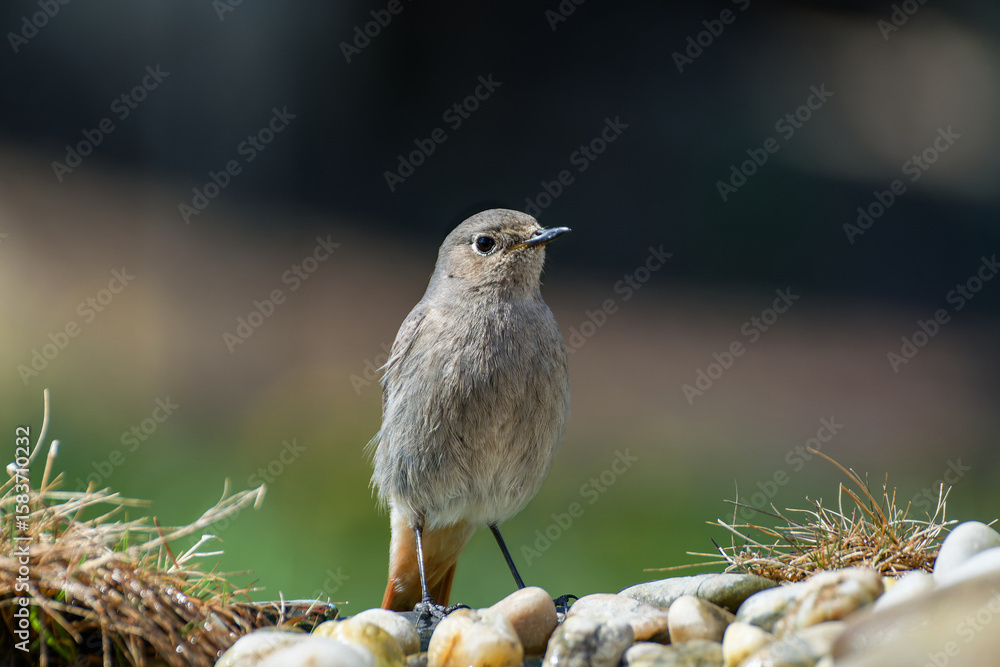 Fototapeta premium Black redstart - Phoenicurus ochruros on stones at a bird watering hole. Czech Republic.