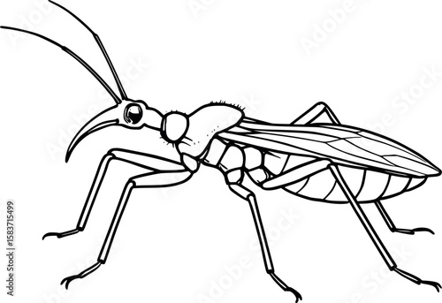 Line art vector of assassin bug in side view with sharp curved beak, long legs, isolated on white