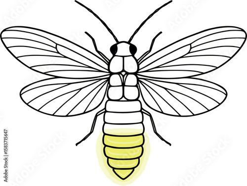 Line art vector of firefly with glowing abdomen lines, wings extended, isolated on white