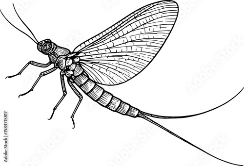 Line art vector of mayfly with long tail and delicate wings, vintage naturalist style, isolated on white