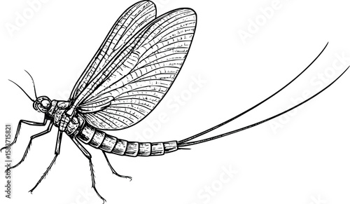 Line art vector of mayfly with long tail and delicate wings, vintage naturalist style, isolated on white
