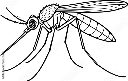 Line art vector of mosquito in side view with long legs and needle-like mouth, isolated on white