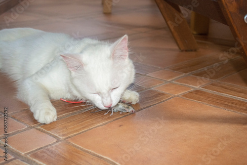Obraz na plátně A white cat caught a gray mouse